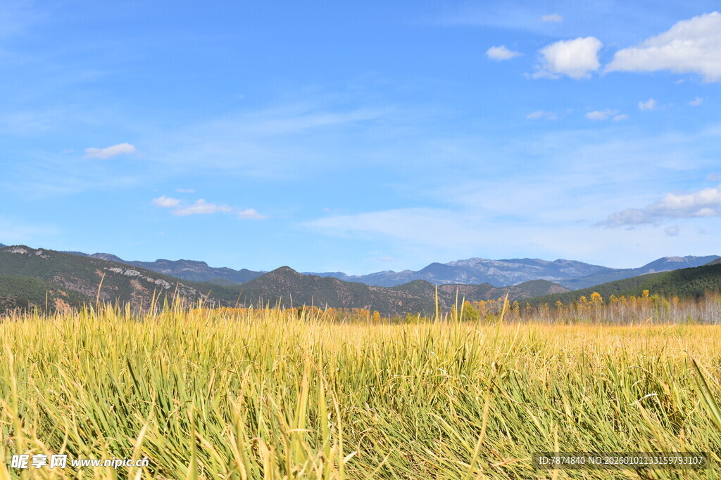 金黄田野与远山蓝天美景