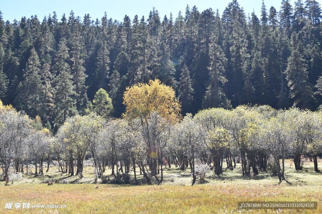 山林间的多彩树木景观
