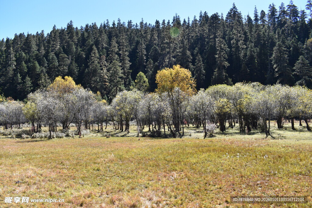 山林草地间的多彩树木