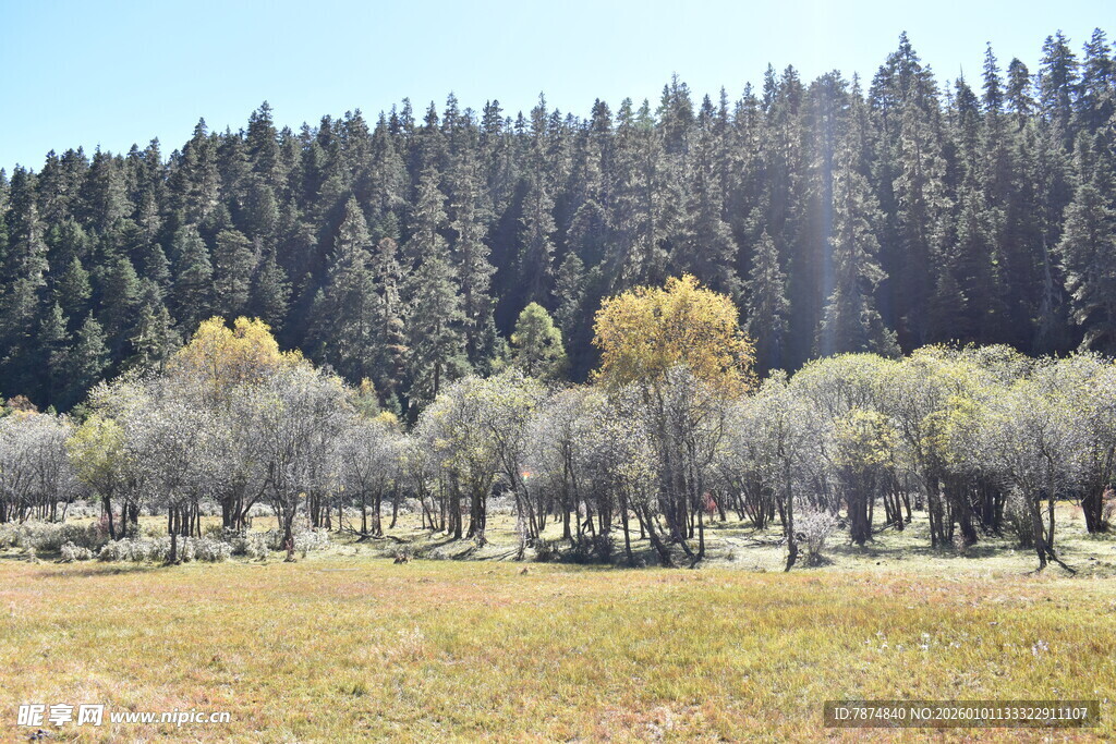 山林草地秋日美景