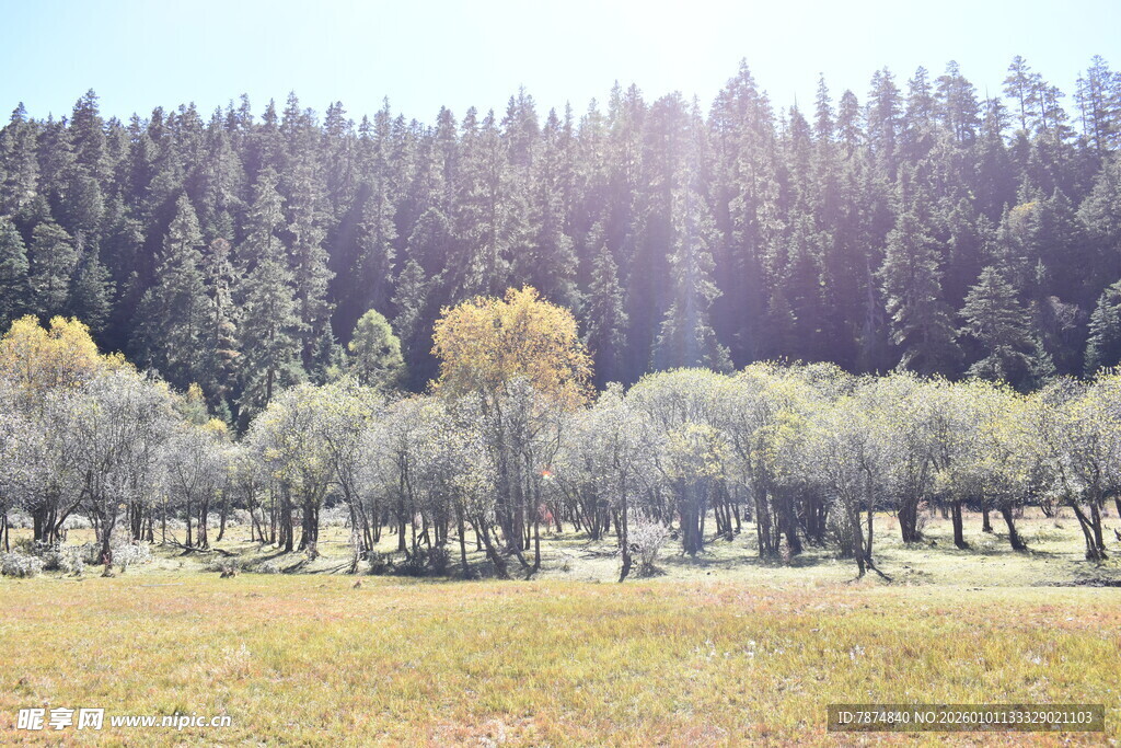 秋日山林草地美丽风光