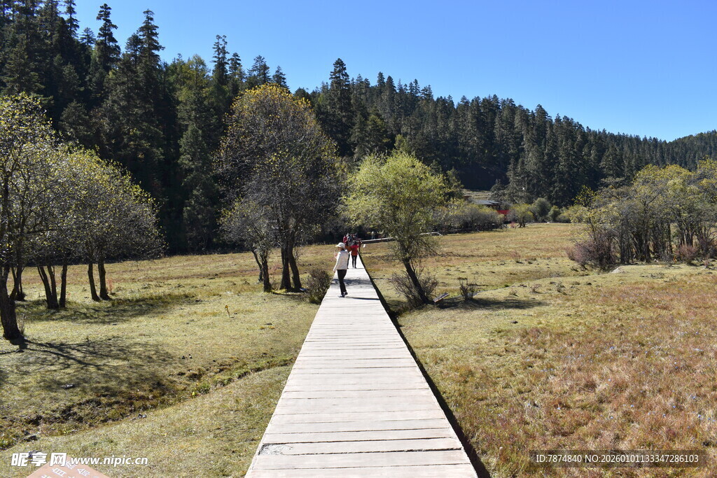 漫步林间木栈道