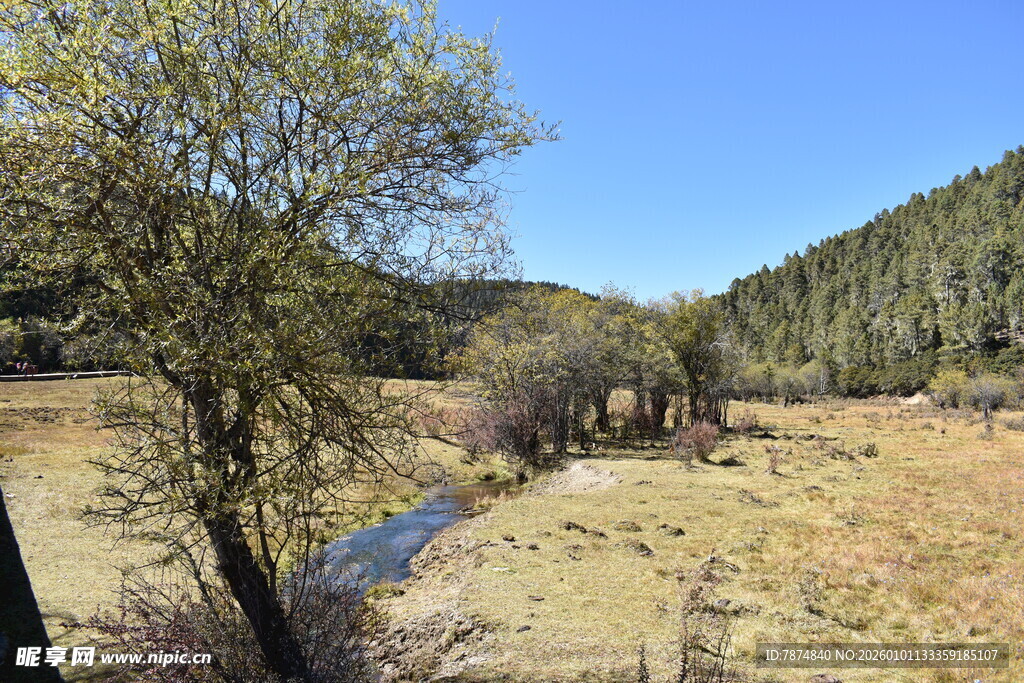 山间溪流旁的静谧自然景