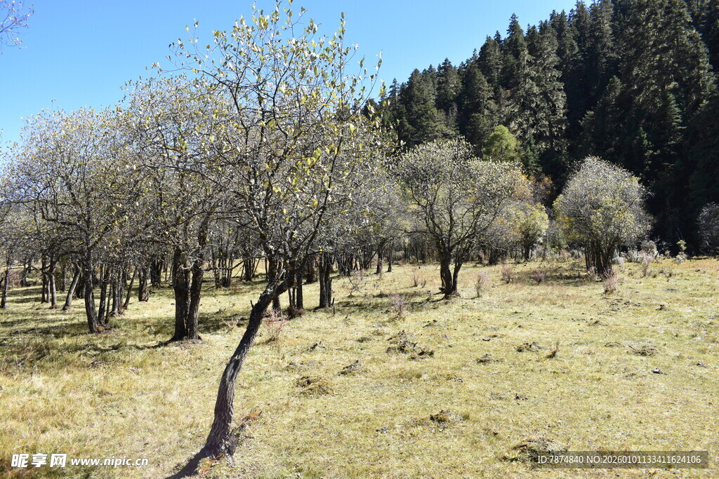 山间稀疏树木的开阔草地