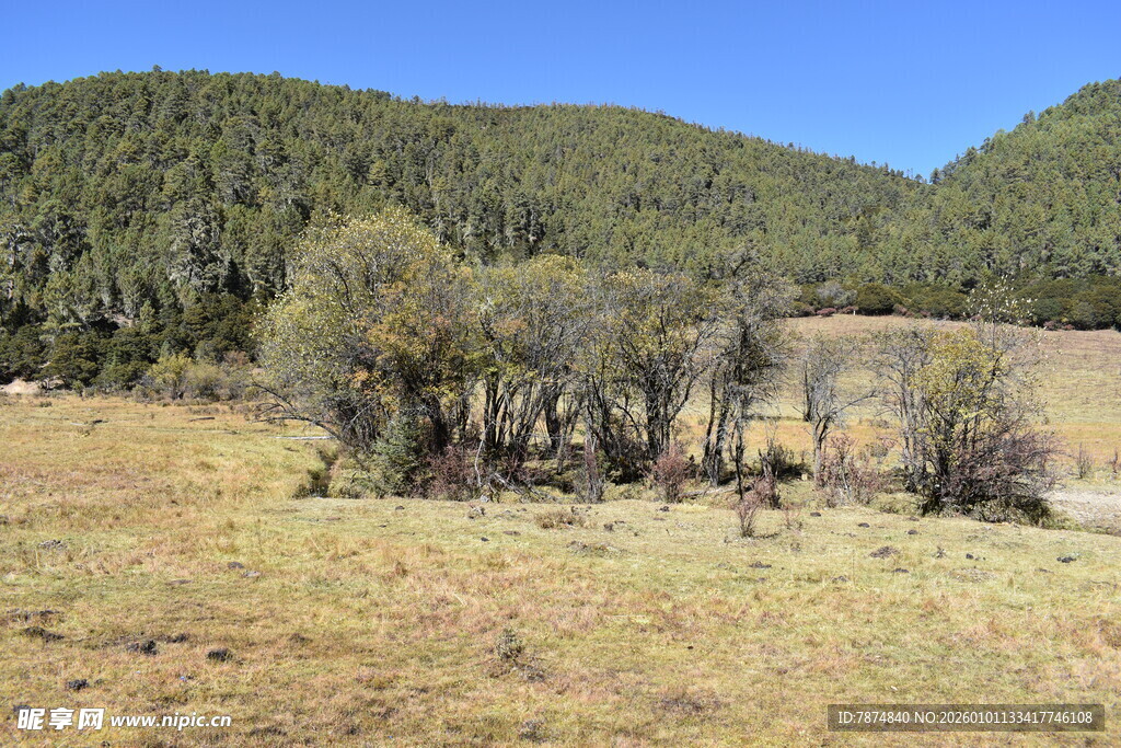 山间草地树木风景图
