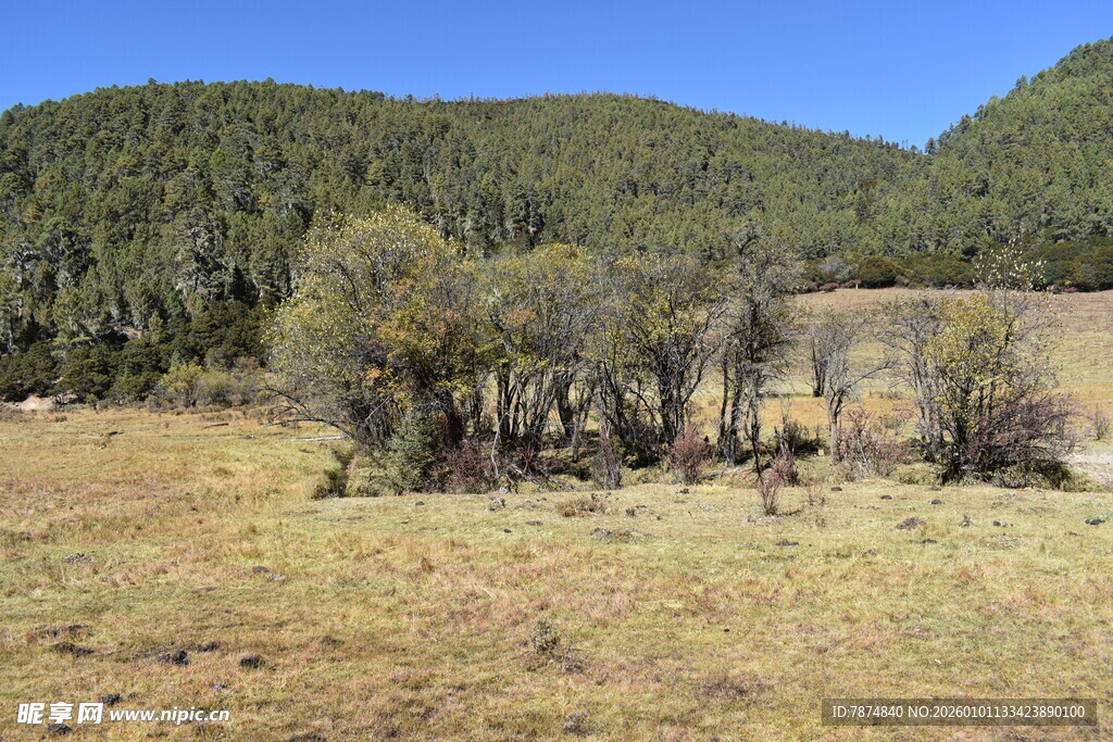 山野荒草地景观