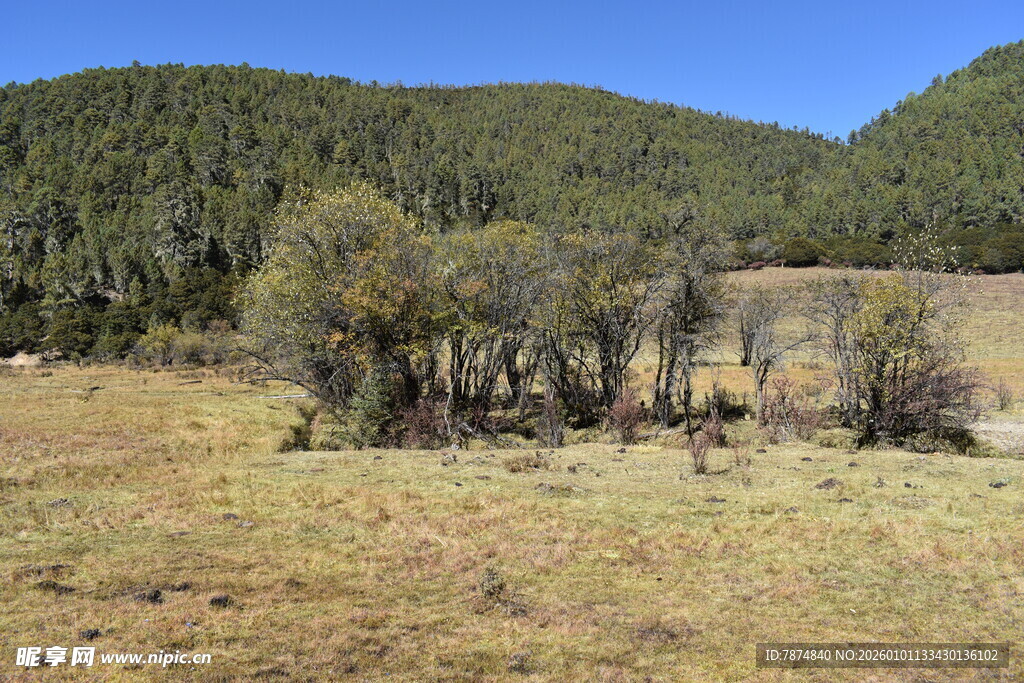 山野间稀疏树木风景图