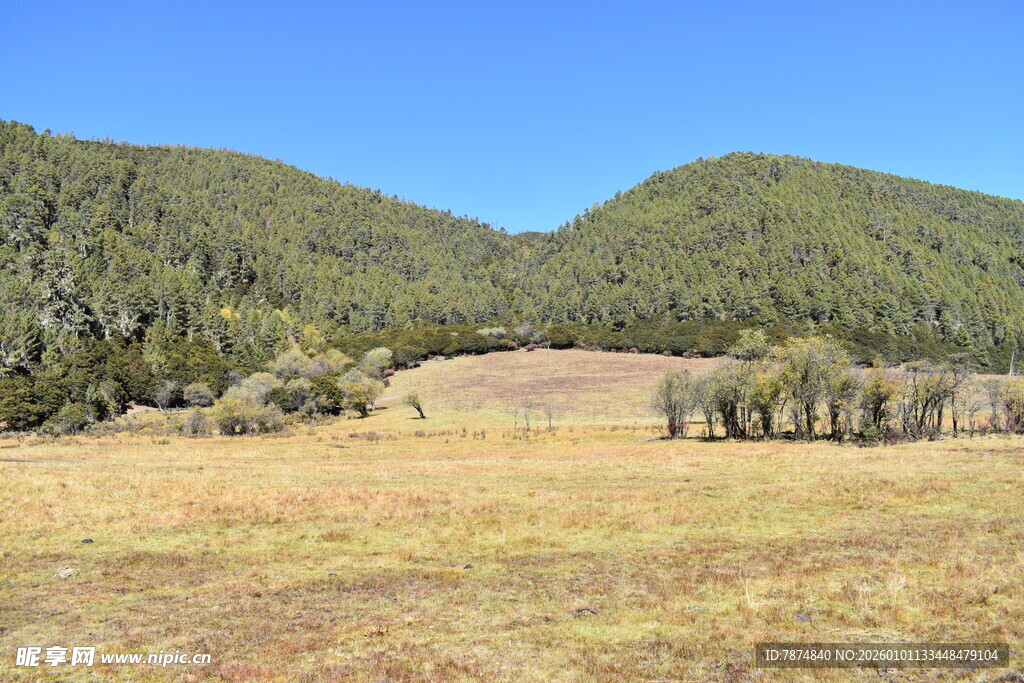 山间开阔草地与葱郁山林