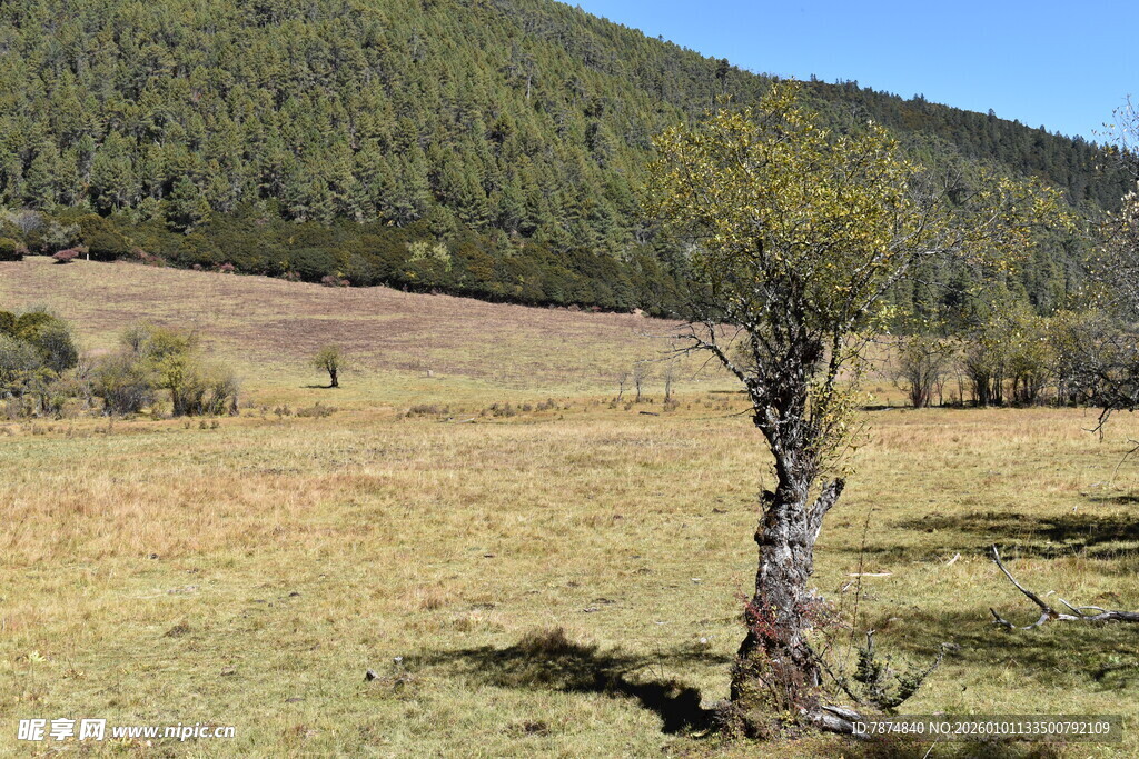 旷野孤树 尽显自然静谧