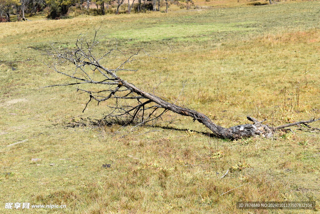 荒野中倒伏的枯树枝