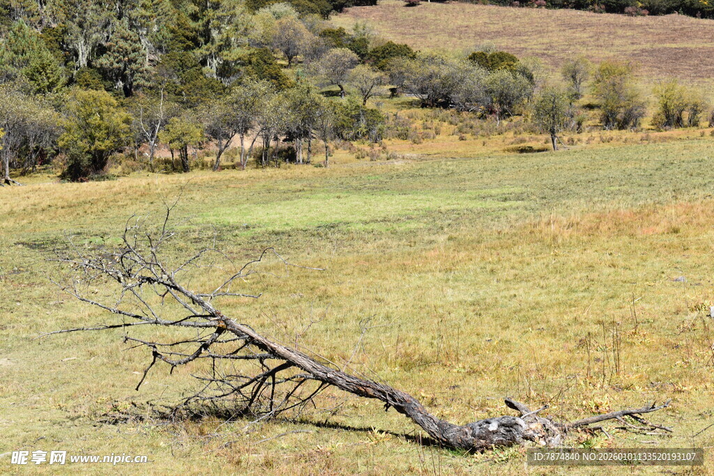 荒野中倾倒的枯树