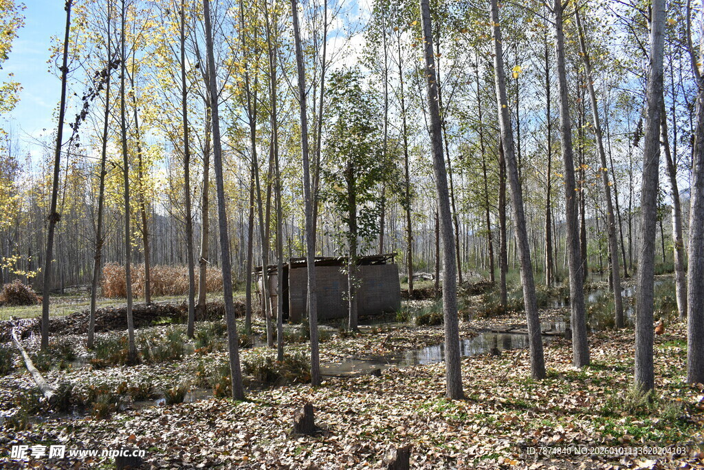 秋日林间小屋风景