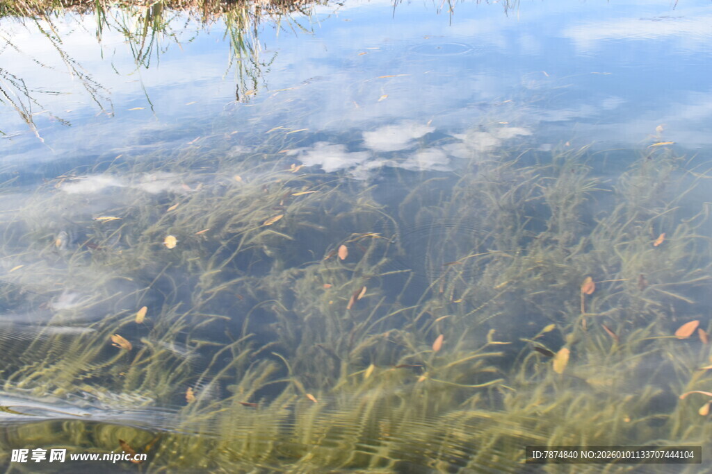 清澈水域中的水生植物