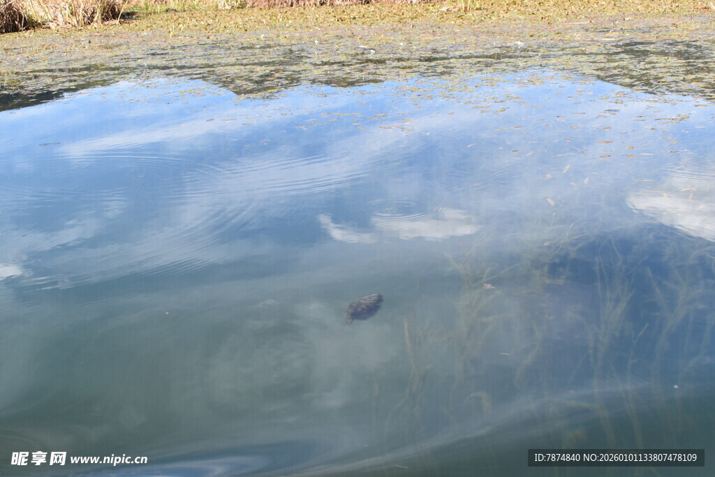 冰面下的神秘景象