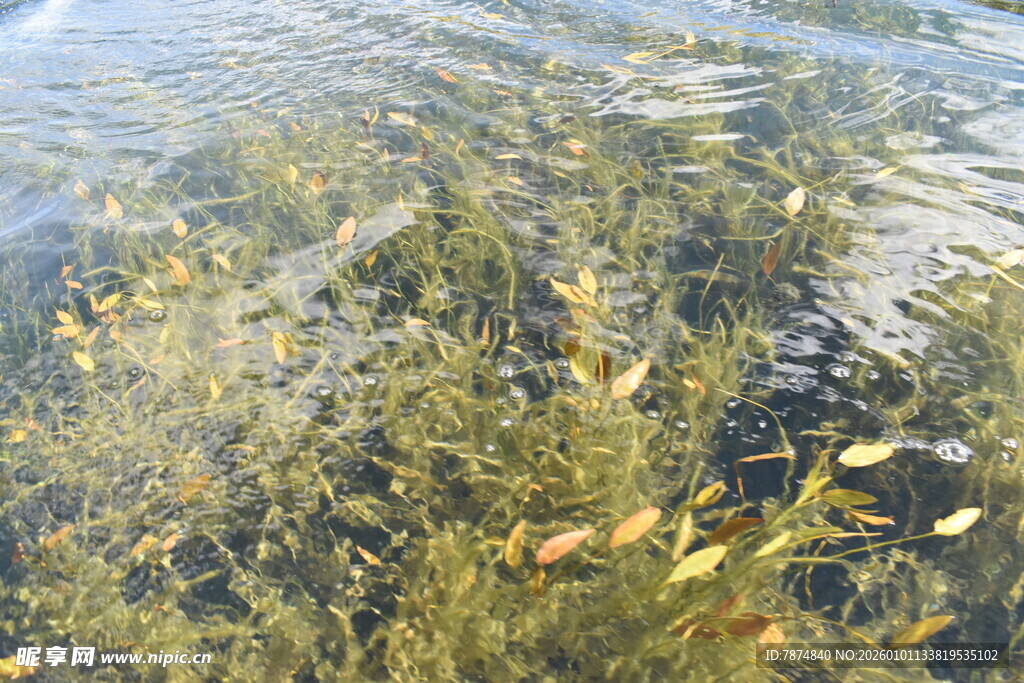 水下水草与游动小鱼