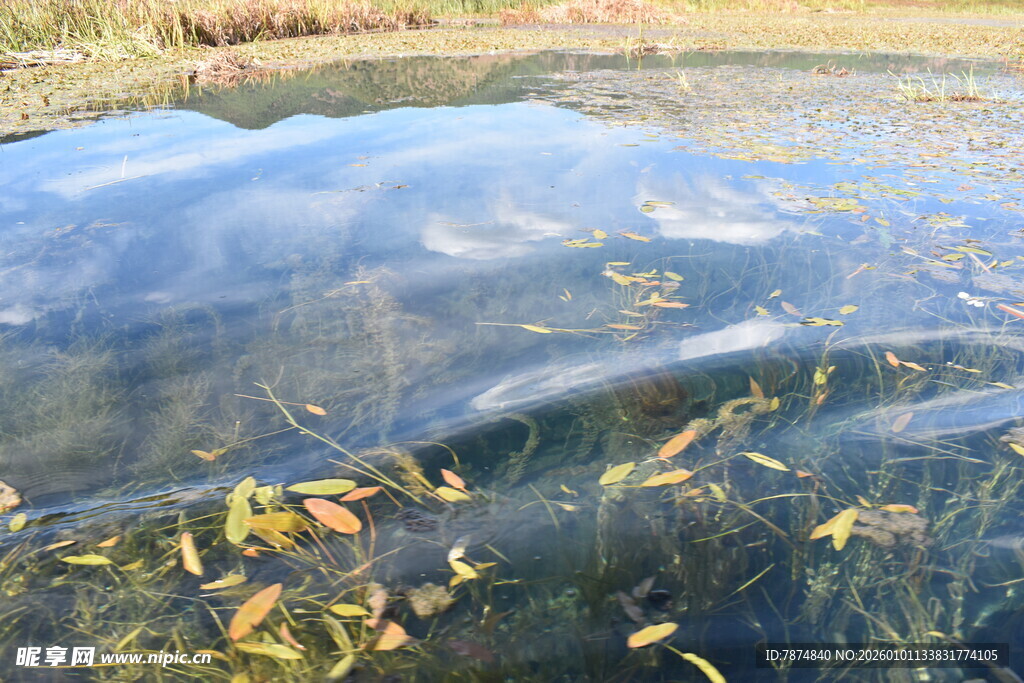 池塘中灵动的黄色小鱼群