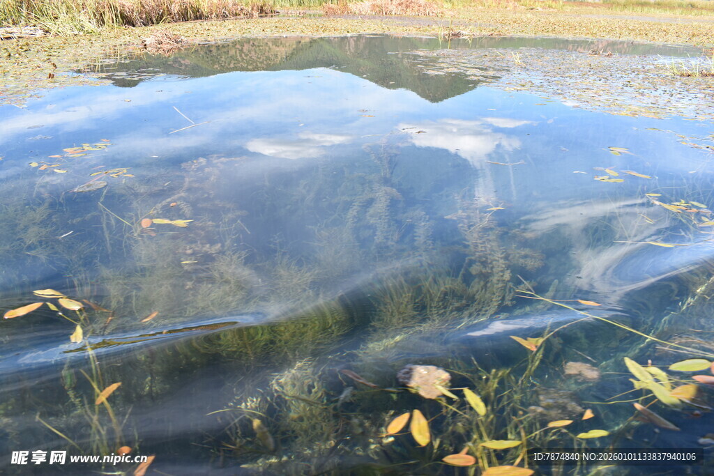 清澈湖面倒映多彩植物