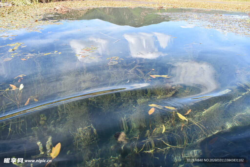 冰面下游动的金色小鱼