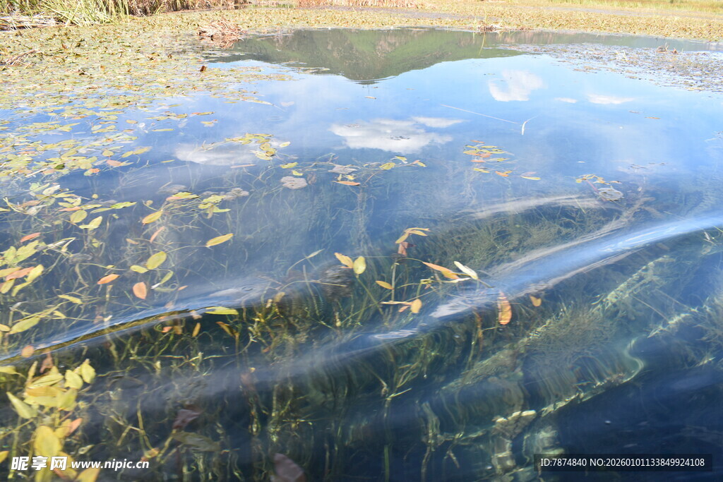 清澈湖水下的多彩植物景观
