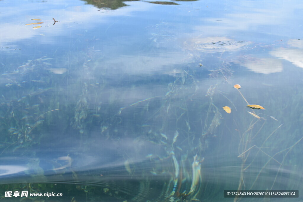 水中游动的多彩小鱼