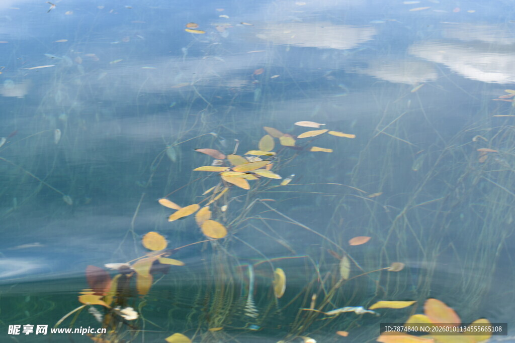 水下漂浮的黄色植物叶片