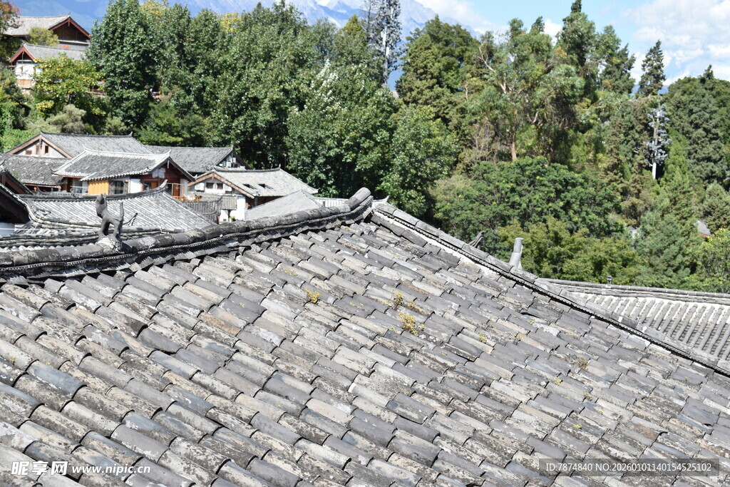 传统灰瓦屋顶与葱郁树林