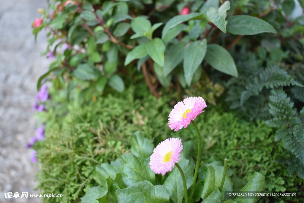 草丛中的双色娇艳小花