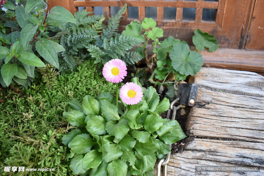 木阶旁绽放的清新小花