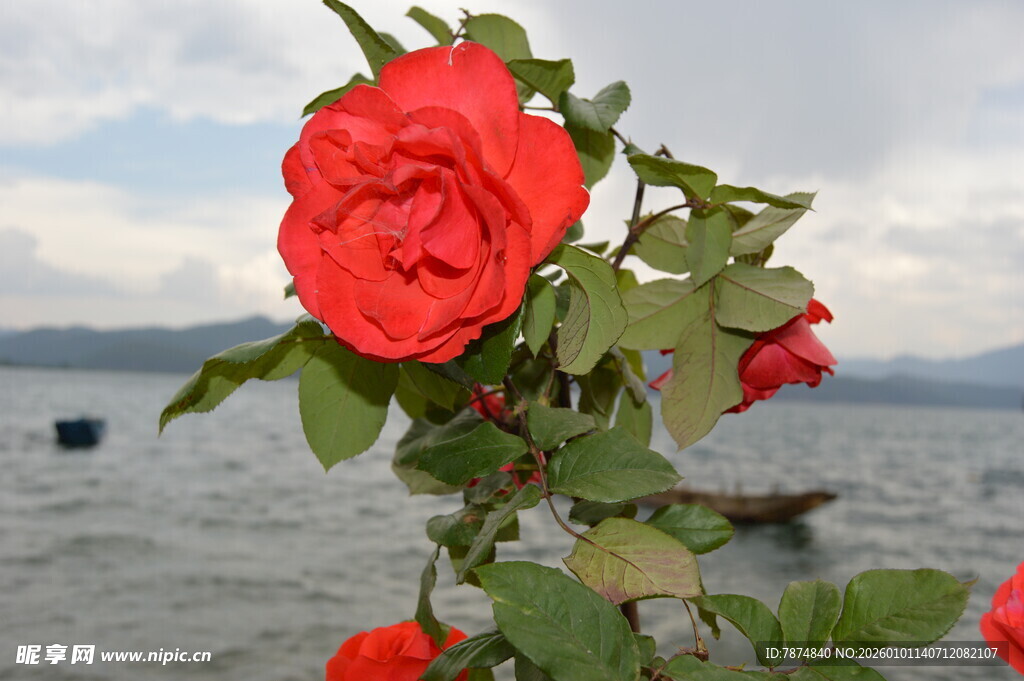 湖畔娇艳红玫瑰