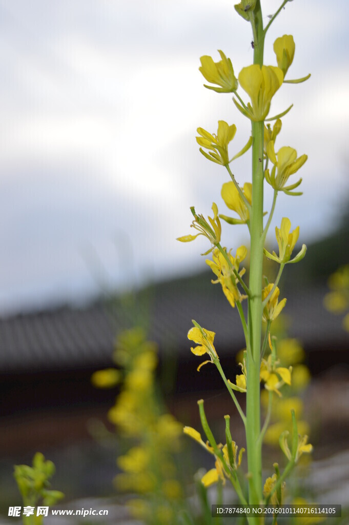 一枝绽放的黄色小花