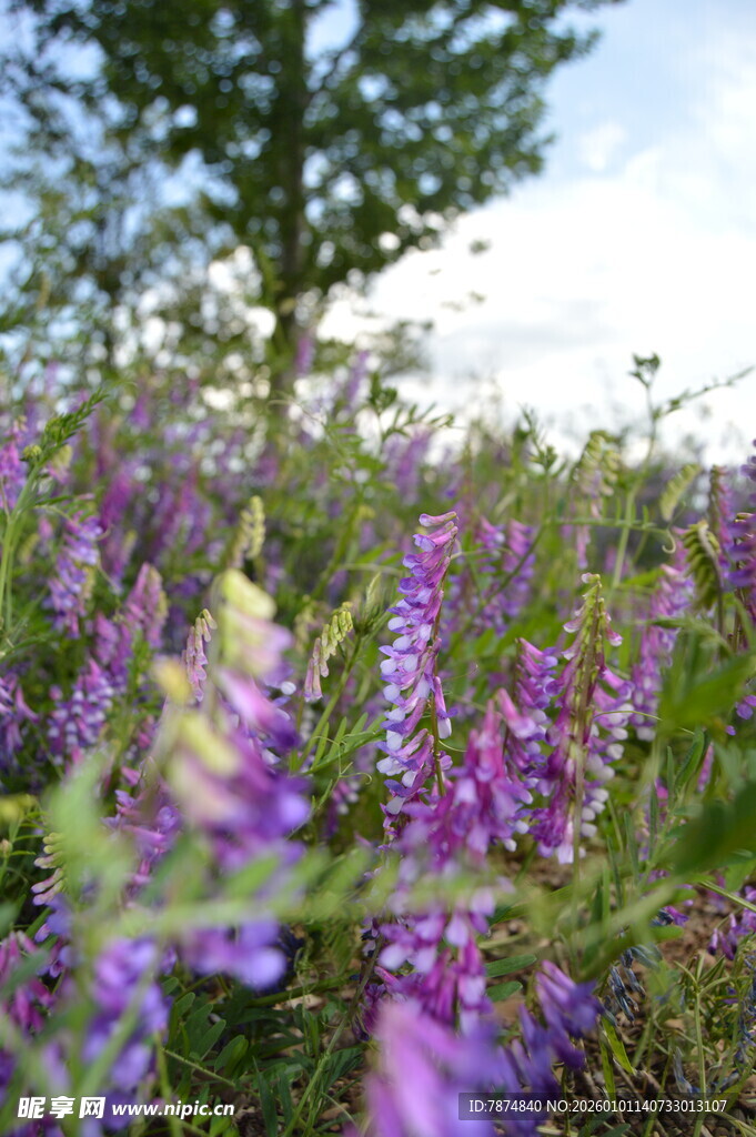 紫色花海中的繁茂羽扇豆