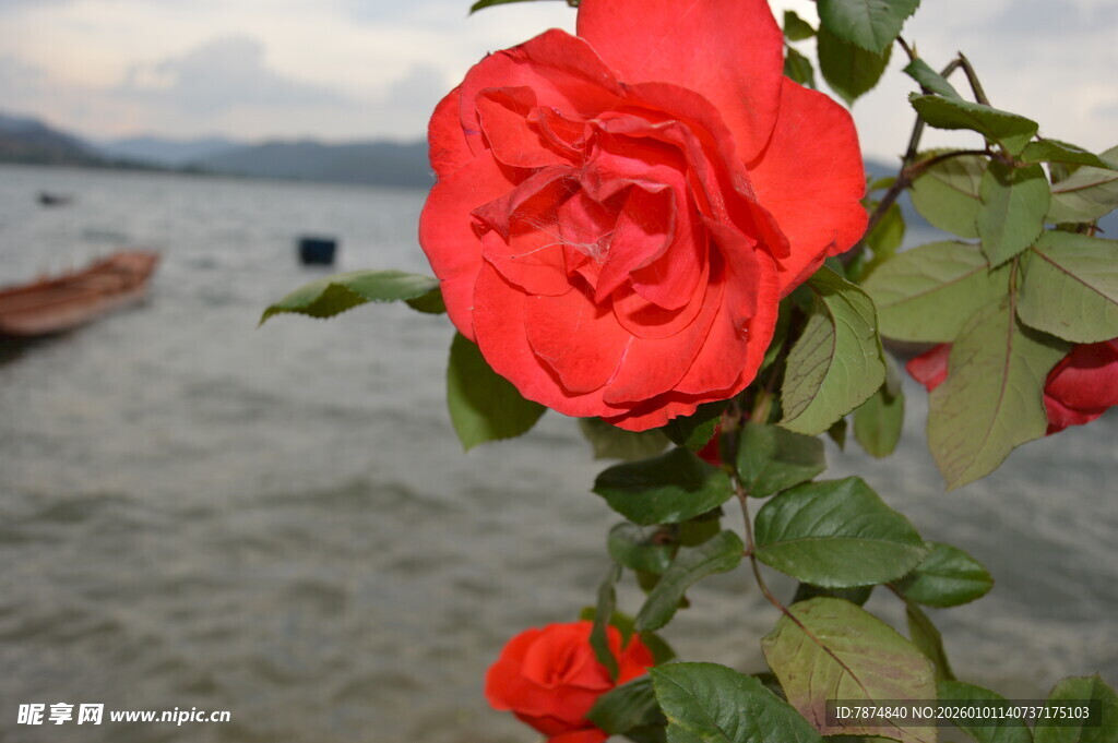 海边绽放的娇艳红玫瑰