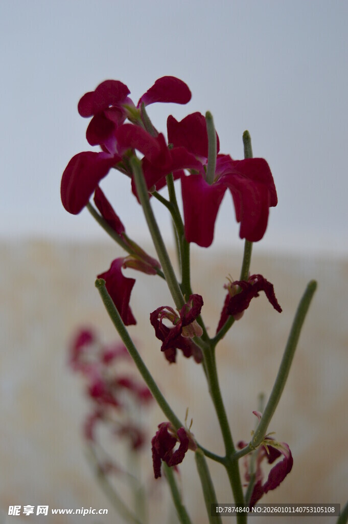 娇艳红色小花特写