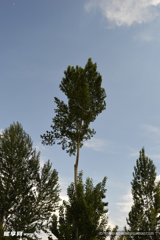 高耸松树与蓝天绿树