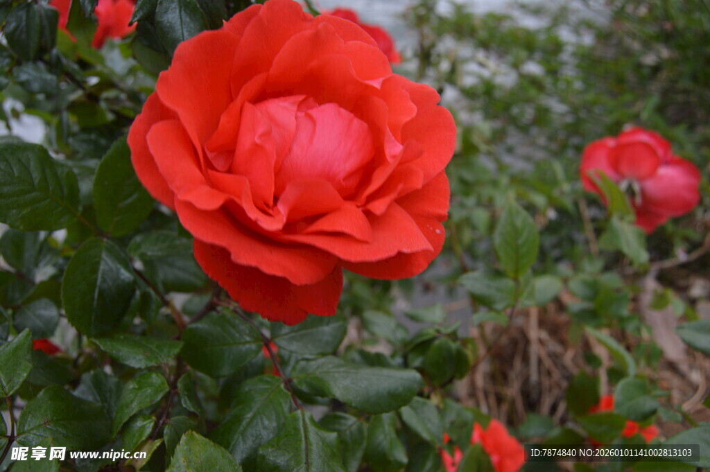 娇艳红玫瑰绽放于绿叶间