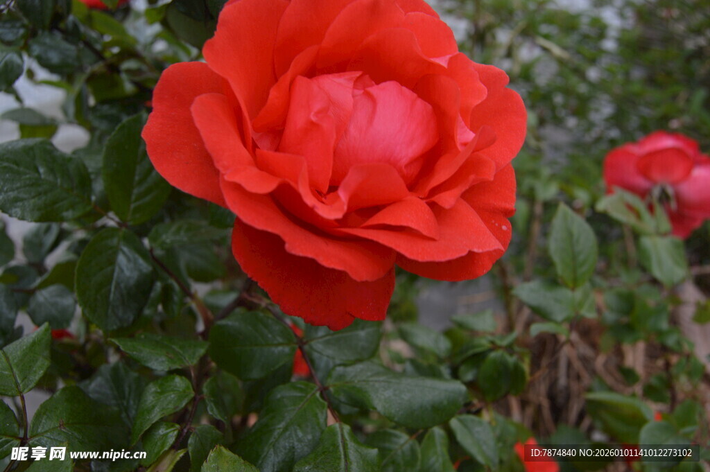 娇艳红玫瑰绽放