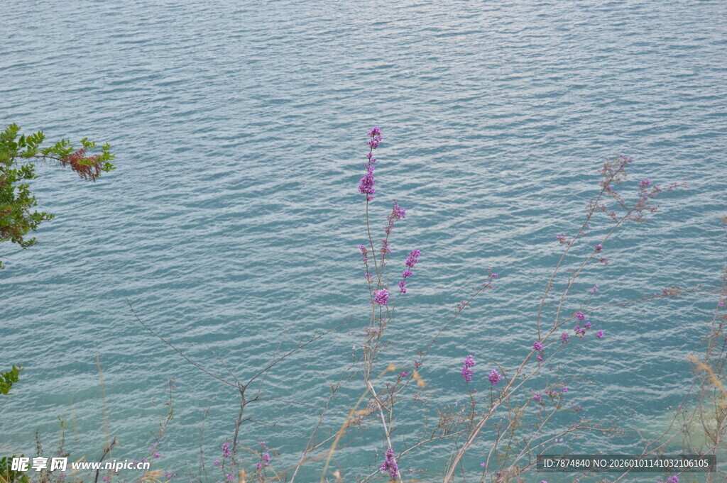 湖畔花枝摇曳的宁静景致