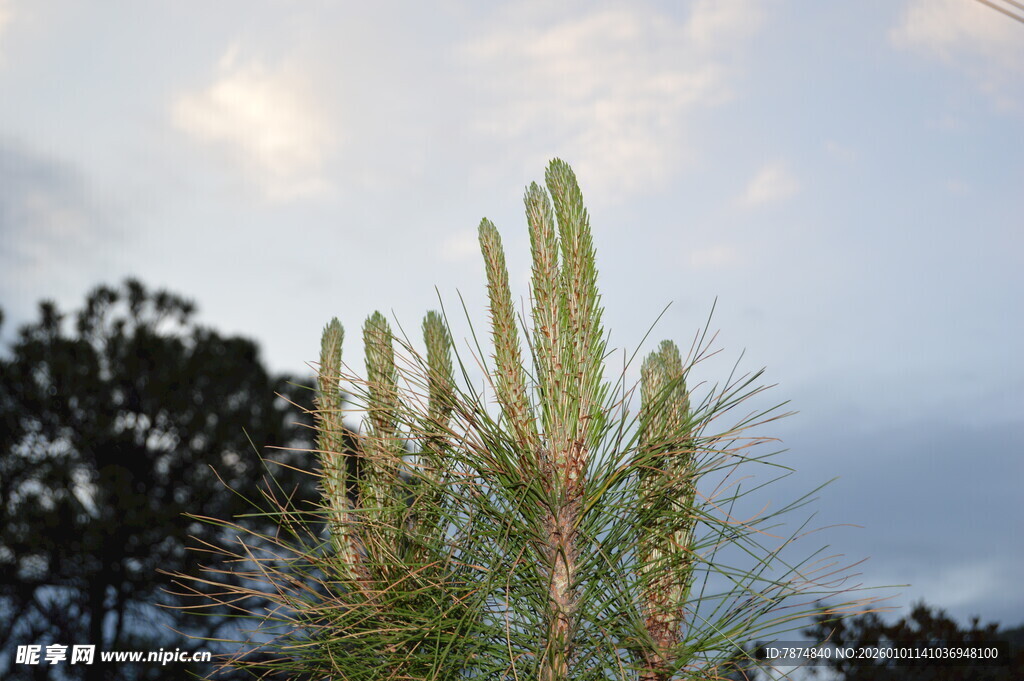 挺拔仙人掌与朦胧天空