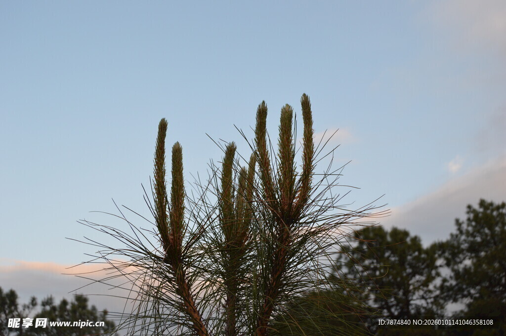 夕阳下的挺拔仙人掌