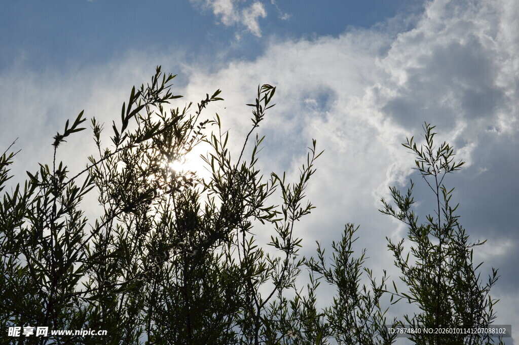 阳光透过枝叶洒向天空