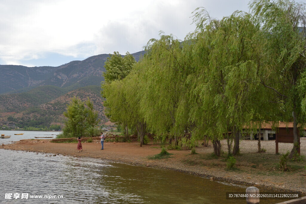 湖畔垂柳美景