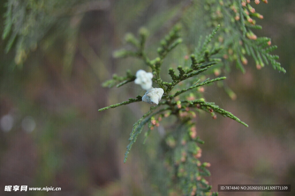枝头小白花绽放
