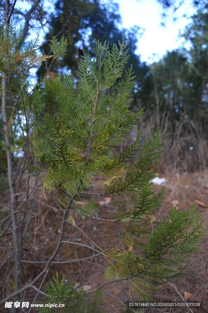 林间松树苗生长景象