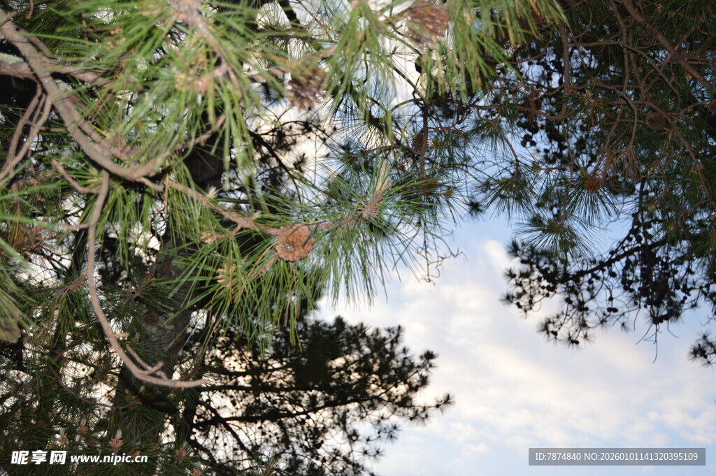 枝头绿意与蓝天相映