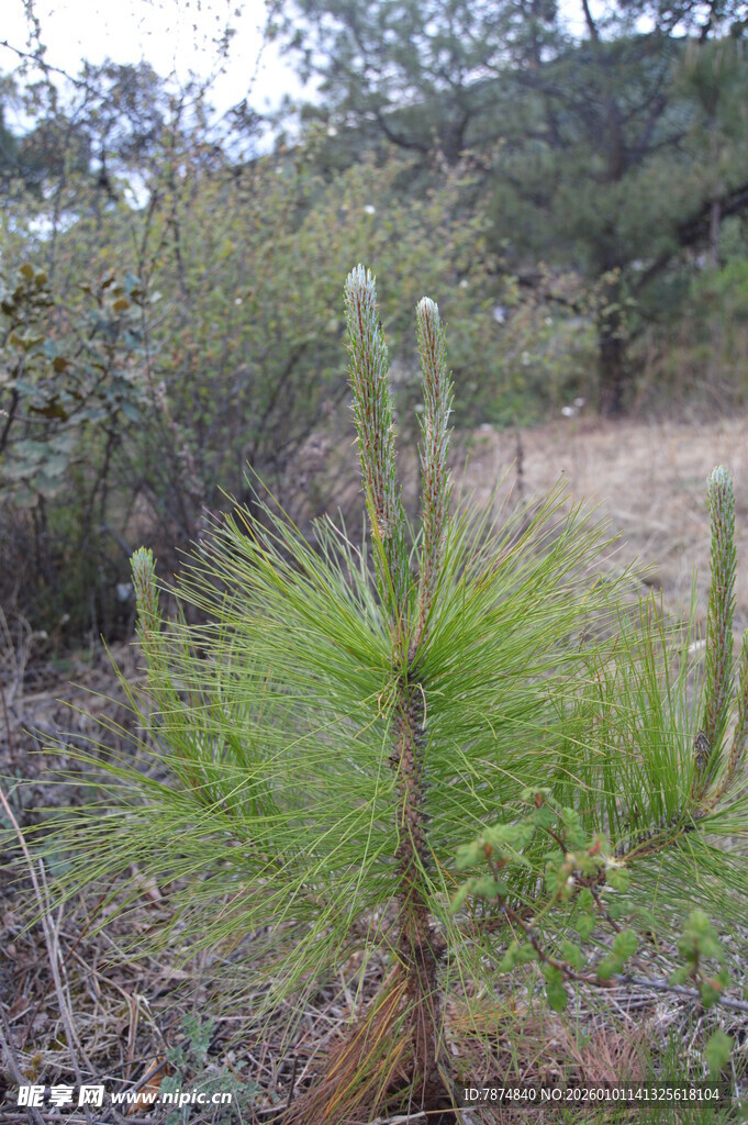 野外生长的翠绿小松树苗