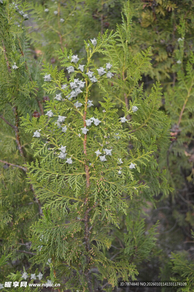 绿叶间的白色小花