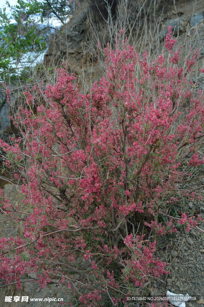山坡上绽放的艳红花朵