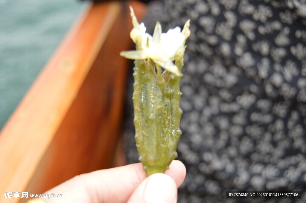 手持的奇特绿色花朵