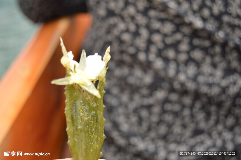 仙人掌上绽放的白色小花