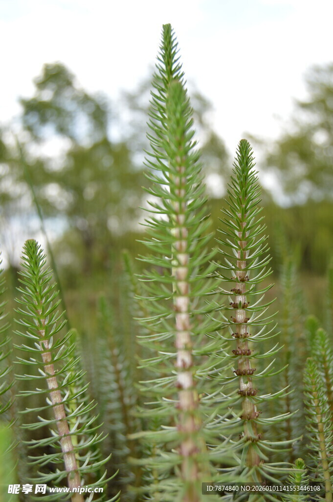 直立生长的绿色植物